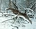 Deer Jumping Logs Animal Hart Doe Art Poster Print - 16" X 20"