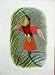 Cassell'S Birds C1870 Crimson Topaz Pella Colour Print