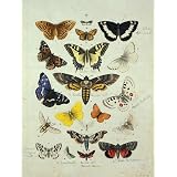 Varieties of butterflies and moths (Print On Demand)