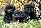 Newfoundland Pups 300 Piece Jigsaw Puzzle (07)