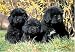 Newfoundland Pups 300 Piece Jigsaw Puzzle (07)