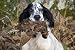 English Setter and Woodcock - 60"W x 40"H - Peel and Stick Wall Decal by Wallmonkeys