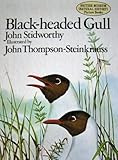 Black-headed gull
