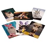 Avanti Spring Greeting Card Assortment, Cats Rule, 6 Count