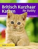 Britisch Kurzhaar Katzen