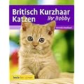 Britisch Kurzhaar Katzen