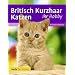 Britisch Kurzhaar Katzen