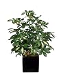 Artificial 2' Variegated Scheffelera in Square Black Ceramic