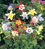 Columbine - McKanas Giant - 100 Seeds + *Free Seeds*