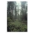 A Bird-Watcher Scans Redwood Tree (Sequoia Sempervirens)Branches, Redwood Photographic Poster Print by James Blair, 30x40