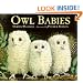 Owl Babies