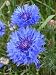 Cornflower - 18
