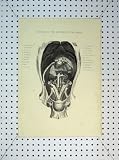 1816 Viscera Abdomen Horse Kidneys Liver Diaphragm