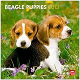 Beagle Puppies 2013 Square 12X12 Wall Calendar