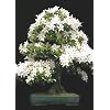 Tropica - Bonsai - Felsenkirsche (Prunus mahalep) - 30 Samen