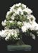 Tropica - Bonsai - Felsenkirsche (Prunus mahalep) - 30 Samen