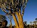 Close-Up of a Quiver Tree (Aloe Dichotoma), Quiver Tree Forest, Keetmanshoop, Namibia, Africa Art Photographic Poster Print by Steve & Ann Toon, 12x9