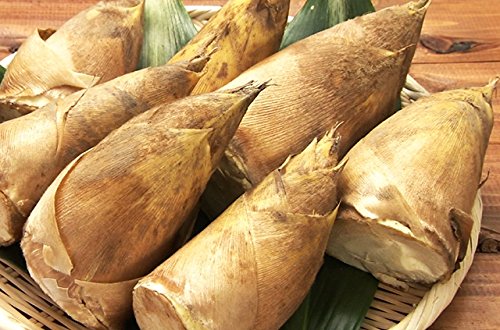 【 国産 】 北九州 純 合馬 地区 産 高級 たけのこ ( 筍 ) 約1kg | 期間限定 | 掘りたて | 産直 タケノコ | 竹の子 【 国産 】 北九州 純 合馬 地区 産 高級 たけのこ ( 筍 ) 約1kg | 期間限定 | 掘りたて | 産直 タケノコ | 竹の子
