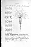 Natural History 1896 Spiny-Headed Thread-Worm Rotifers