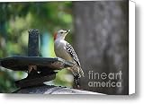 Female Woodpecker Canvas Print / Canvas Art - Artist Mandy Shupp