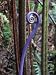 Hawaiian Fiddlehead Fern on the Big Island - Fine-Art Giclée Print of a Brendan Reals Photograph