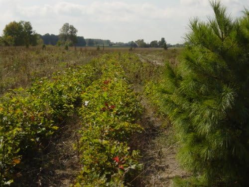 4 Red Oak (Quercus rubra) 1-2'