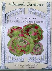 Lettuce Heirloom Merveille De Quatre Saison Seeds 700 Seeds