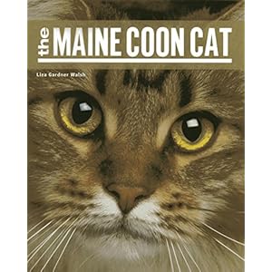 The Maine Coon Cat