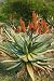 Aloe Ferox in Bloom - 24