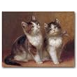 Kittens - Box Set of 12 Greeting Cards and Matching Patterned Envelopes