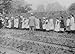 early 1900s photo Lady Henry and T.P. O'Connor distribute cabbages