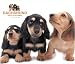 dachshund25 - Dachshund 2010 Deluxe Wall Calendar