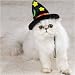 Zanies Halloween Cat Costume Witch Hat