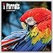 Parrots 2017 Square