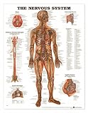Nervous System Anatomical Chart Laminated-8949PL1.5