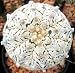 Astrophytum asterias cv. v - type - 10 Samen
