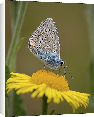 Canvas Prints from Country Life 