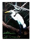 120807 Egret Honey Island Swamp Louisiana Animals Giclee Poster Print by Garland Oldham, 16x20