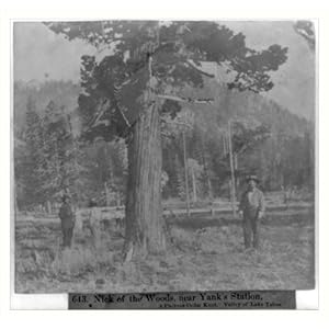 Historic Print (M): Nick of the Woods, near Yank's Station, A Curious Cedar Knot, Valley of Lake Tahoe