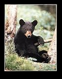 Black Bear Cub by Bill Lea,16 in. x 20 in.