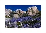 Flowers surrounding boulders, South Africa,20 in. x 14.5 in.