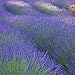 Lavender Munstead