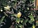 Close-Up of a Tea Plant (Camellia Sinensis) Photographic Poster Print by P. Luzzi, 12x16