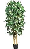 5 &acute; Schefflera Silk Tree - B001DQAZPU