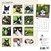 Tuxedo Cats 2016 Calendar