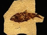 Fossilized Remains of a Knightia Fish Photographic Poster Print, 32x24