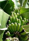 canvas banana in size: 20 x 30 cm by newenglandart