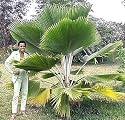 Fiji Fan Palm 5 Seeds - Pritchardia Pacifica