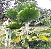 Fiji Fan Palm 5 Seeds - Pritchardia Pacifica