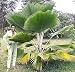 Fiji Fan Palm 5 Seeds - Pritchardia Pacifica
